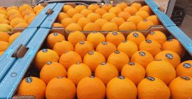 Na sprzedaż hiszpańskie pomarańcze. W ofercie również inne owoce