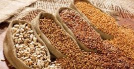 Kupię fasolę, len, sorgo, proso. - len brązowy, złoty