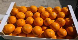 Na sprzedaż hiszpańskie mandarynki. Owoce świeże, słodkie, bez pestek, soczyste.  Dostępne z liściem lub bez liścia. Zapraszamy!