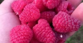 Sprzedam maliny polka i cayuga, rokitnik, aronia, porzeczka czarna