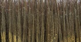 Szkółka z Serbii oferuje sadzonki śliwy, podstawowe odmiany: Stenly,