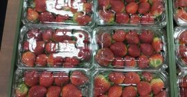 Świeże i Mrożone IQF i Plast Opakowanie Karton 10
