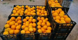 Na sprzedaż hiszpańskie pomarańcze Navelina L7. Owoce świeże, słodkie