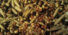 Kupię fasolę, len (brązowy, złoty), sorgo, proso. - len