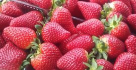 Truskawki pochodzą z Albanii. Produkt jest taki świeży i