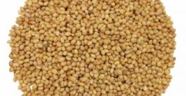 Kupię fasolę, len (brązowy, złoty), sorgo, proso. - len