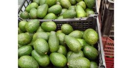 Styl ...Fresh Type...AVOCADO Rodzaj produktu...Tropikalna i subtropikalna odmiana owoców......skontaktuj