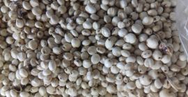 Sorgo CZERWONE - 200 ton metrycznych. Biel Sorgo -