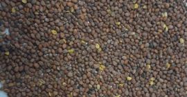 Ekologiczna rzodkiew oleista dostępna w dużych ilościach w naszym