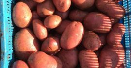 Sprzedam ziemniak czerwony nadaje się na mycie. Kaliber 45+