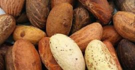 Szanowni Państwo Zajmujemy się dostarczaniem Garcinia Kola, typowej formy