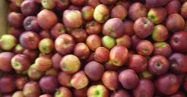 Ulo. Cena za jablka ladne.