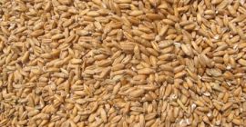 Sprzedam ok 38-40 ton pszenicy piekarniczej rubinsko, produkcja 2021r.