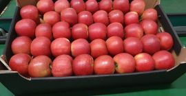 Faktura VAT! Jabłka SZAMPION/ALWA/NAIDARED z dowozem do markietów, sklepów