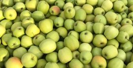 Sprzedam goldena 7+ Sam szykuje