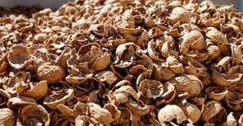 Kupię odpady z przetwórstwa orzecha włoskiego Kupię odpady z