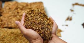 1kg 65 Powyżej 5 kg kilo gratis Tytoń Virginia