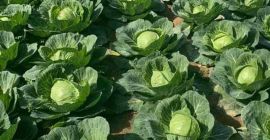 fresh white cabbage