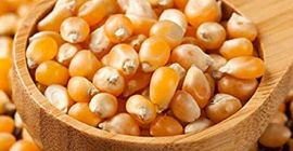 GMO i Non GMO Yellow Corn Grade A Pochodzenie: