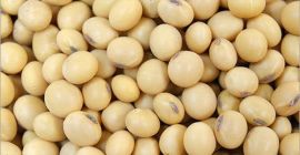 Ziarna soi GMO i Non GMO Grade A Pochodzenie:
