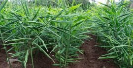 Djoy And Sons Agro Service Jedna z największych firm