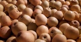 Sprzedam jabłka złote z siatką lub połyskiem cena 1,3