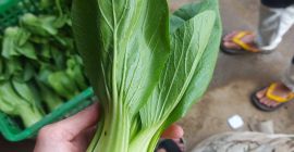 produkujemy różne rodzaje warzyw. Jak pomidory, bok choy, brokuły,
