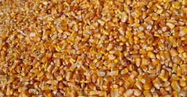 Sprzedam soję 50-60 ton 2,8 lei kg Ziarna kukurydzy