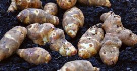 Topinambur- Słonecznik Bulwiasty prosto z pola. Ekologiczny , bez