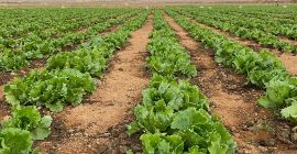 Wysokiej jakości świeża sałata lodowa