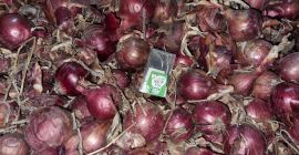 odmiana: karmen kaliber: 4-8 cm