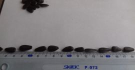 Regularnie kupuję duże ilości słonecznika (gatunek cukierniczy). Proszę licytować