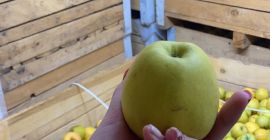 Złociste pyszne jabłka do przetworzenia. Posiadamy ilość 30 ton