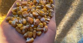 Sprzedam kukurydzę produkcji 2021, ilość 30/35 ton, cena 1,6