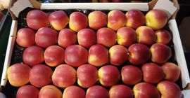 Witam Sprzedam jabłka ilości tirowe odmiany Prince 7,5+, Golden