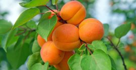 Min. Purc. Amt: 10 ton Lokalizacja: Malatya Wysyłka do: