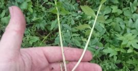 Sprzedam dużą ilość sadzonki kozłka lekarskiego, (waleriana) po więcej