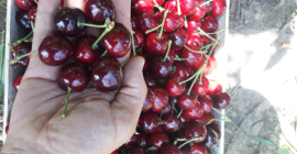 Sprzedamy wiśnie : Burlat , Sweet Arianna, Black Star,