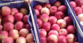 Dear Exporter, I am Md Samiul Alim, lived in