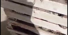 Sprzedam buraki hurtowo w dużych ilościach Vladyslav +48 721