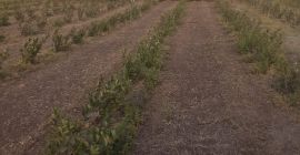 Posiadamy około 100 dekarów Viking/Nero aronii - aronii. Daj