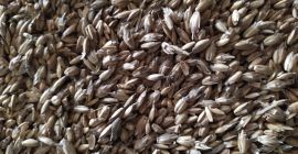 Sprzedano 20 ton ORGANICZNEGO NIEGOTOWANEGO ORKISZU. Cena z dostawą