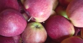 Sprzedam jablka deserowe Szampion Jonaprinc Mutsu w dowolne opakowanie ilości calosamochodowa i detaliczna.Jablka jędrne i soczyste wybarwione z KA