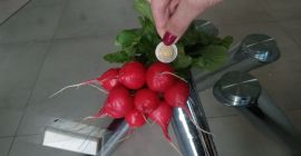 Sprzedam rzodkiewke Valerie, własnej produkcji. Cena za Pęczek 2