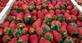 Truskawka Hiszpania ilości paletowe bezpośrednio od Producenta kontakt z