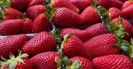 Truskawki z Albani. Certyfikat GLOBAL GAP. Opakowanie: 9 plastikowych