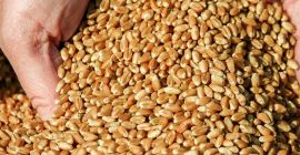 The farm sells wheat. From 100 tons and more.