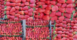 Soczyste truskawki z Grecji Karton 5 kg Cena 1.65€