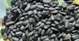 Продам семечку. Цена обсуждается. До 1000 тонн