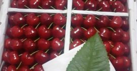 Sweet cherry from Uzbekistan. Delivery time: From 01 June